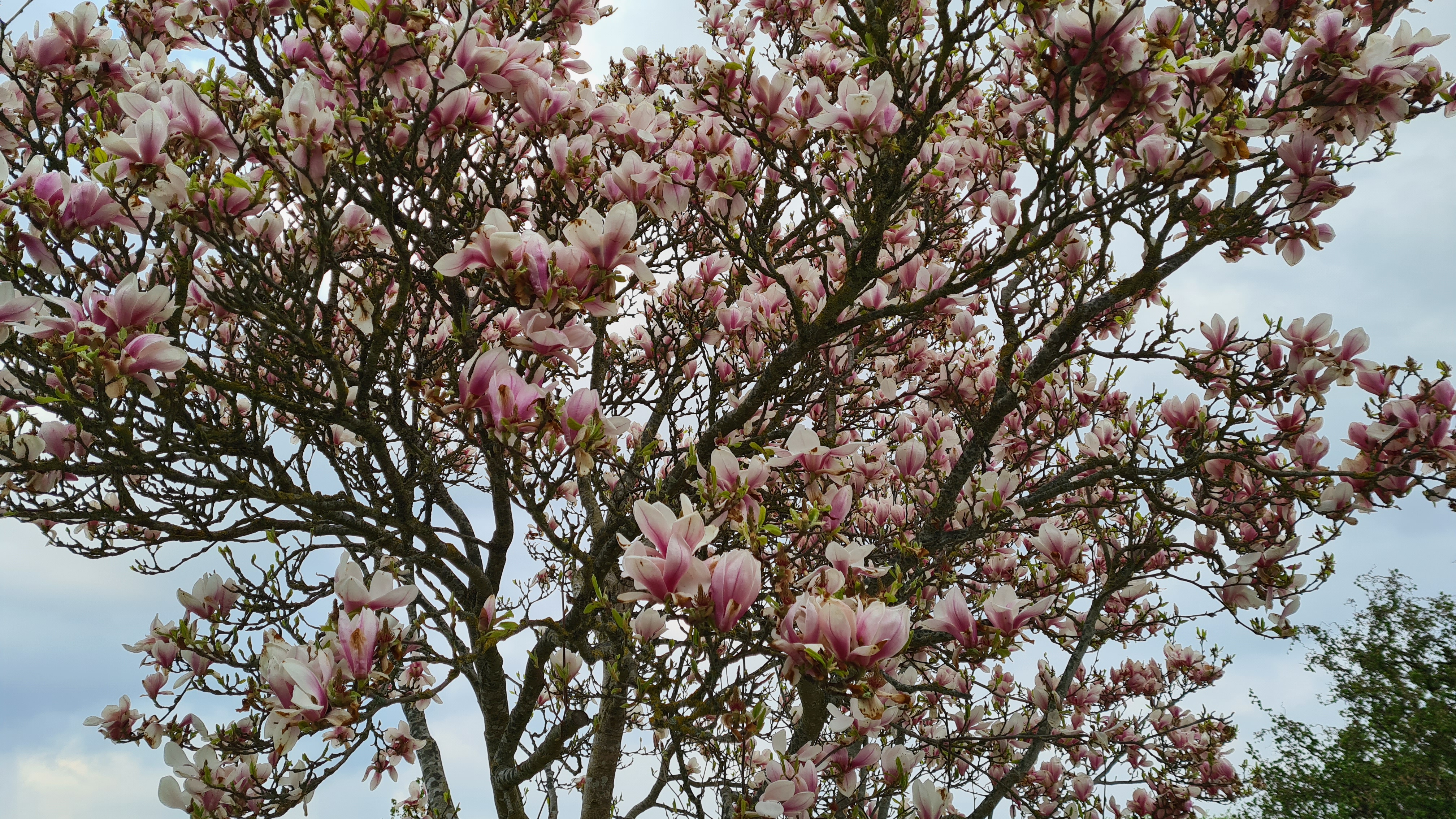 2021-05-13 18.56.30.jpg